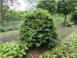 茶花球 茶花球批发 成都茶花球价格 成都