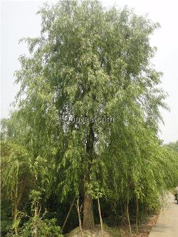 垂柳 垂柳批发 高杆垂柳 成都垂柳价格