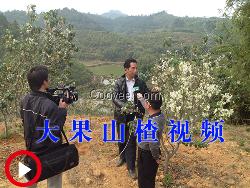 大果山楂种植&mdash;&mdash;买大果山楂找创新壹号果场
