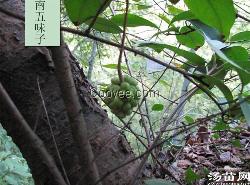 南五味子 红木香 紫金藤 紫荆皮 盘柱香