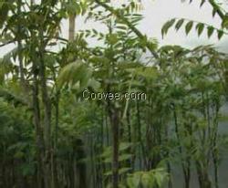 山东香椿树苗基地