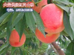 保定市红岗山桃正在大量上市，红岗山桃报价