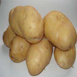 超级土豆种子北京一品优良洋芋种子
