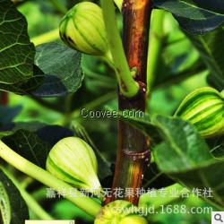 供应A42华丽 无花果苗批发 花皮盆栽品