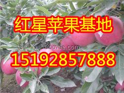 山东省红星苹果产地价格