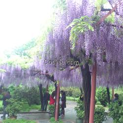 江苏紫藤基地丰花紫藤苗日本多花紫藤苗
